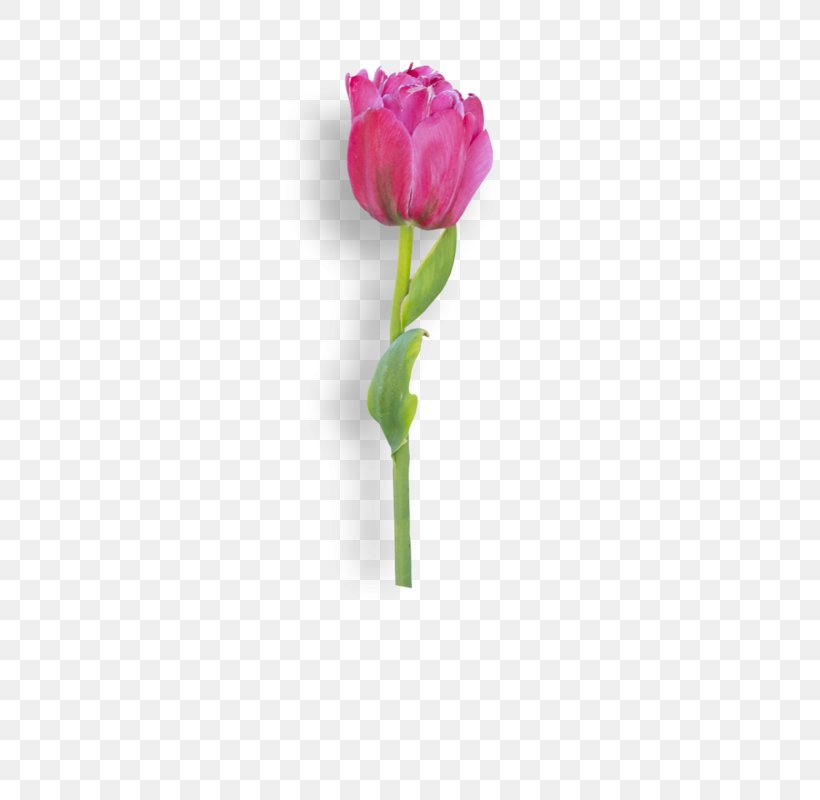Garden Roses Tulip Cut Flowers Cabbage Rose Plant Stem, PNG, 396x800px, Garden Roses, Bud, Cabbage Rose, Cut Flowers, Diary Download Free