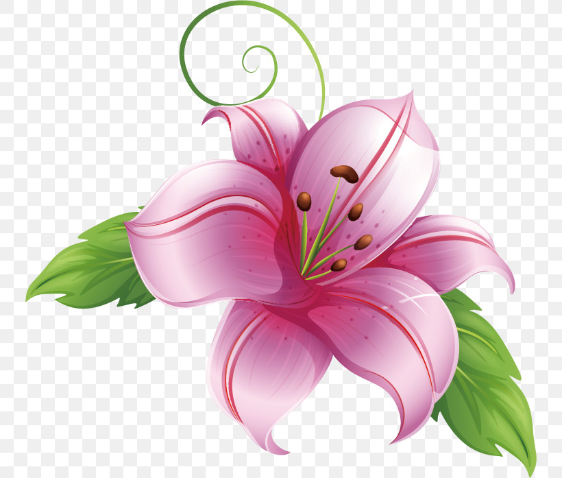 Lily Flower, PNG, 746x697px, Lily Flower, Paper, Royaltyfree Download Free