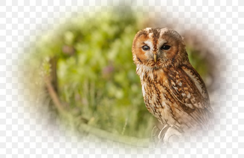 Tawny Owl Bird Desktop Wallpaper Cute Owls, PNG, 800x533px, Owl, Animal, Beak, Bird, Bird Of Prey Download Free