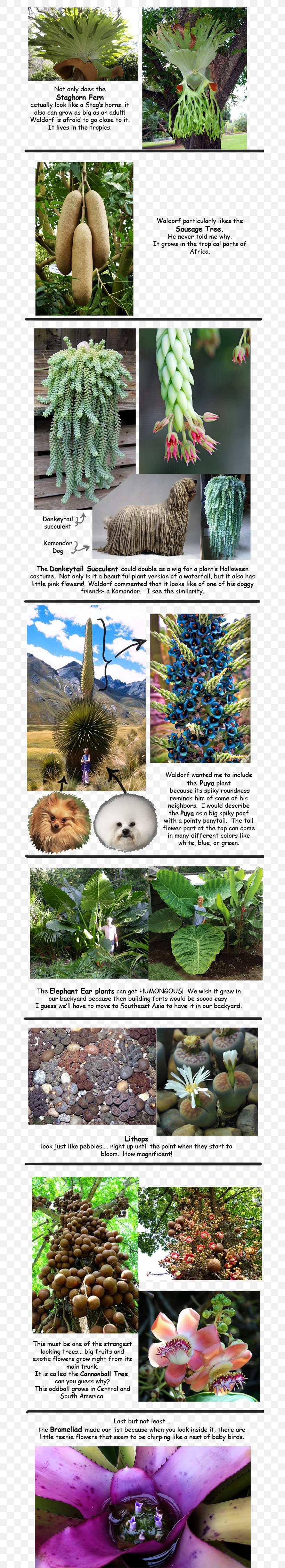 Winnie & Waldorf Plant Giant Taro Grasses Botany, PNG, 699x4500px, Plant, Advertising, Alocasia, Beetle, Botanical Garden Download Free