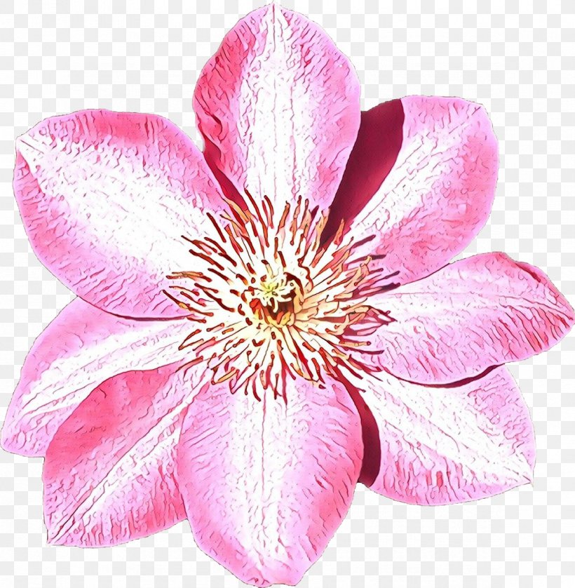 Flower Flowering Plant Petal Pink Plant, PNG, 1174x1200px, Cartoon, Clematis, Flower, Flowering Plant, Petal Download Free