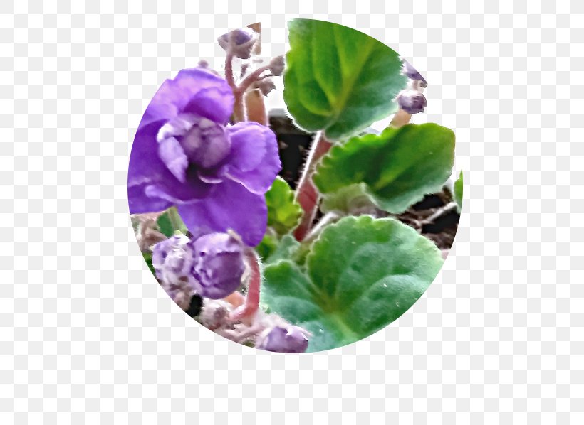 Flowerpot Violet Herb Family, PNG, 793x598px, Flower, Family, Flowerpot, Herb, Plant Download Free