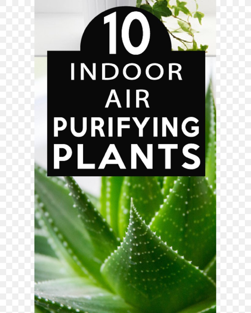 Houseplant Garden Succulent Plant Aloe Vera, PNG, 683x1024px, Houseplant, Aloe, Aloe Vera, Aloes, Brand Download Free