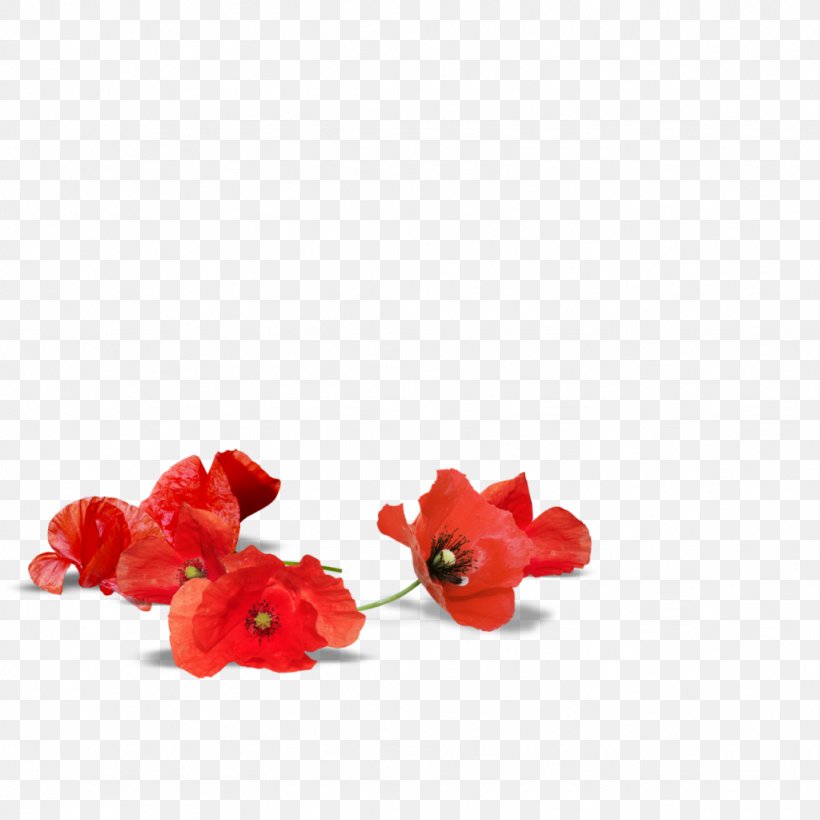 Adelaide Poppy Armistice Day Flower Desktop Wallpaper, PNG, 1024x1024px, Adelaide, Anzac Day, Armistice Day, Australia, Body Jewelry Download Free