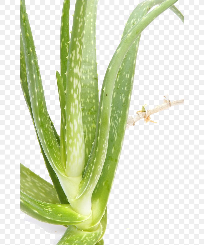 Aloe Vera Hemorrhoid Therapy Gel Health, PNG, 658x983px, Watercolor, Cartoon, Flower, Frame, Heart Download Free