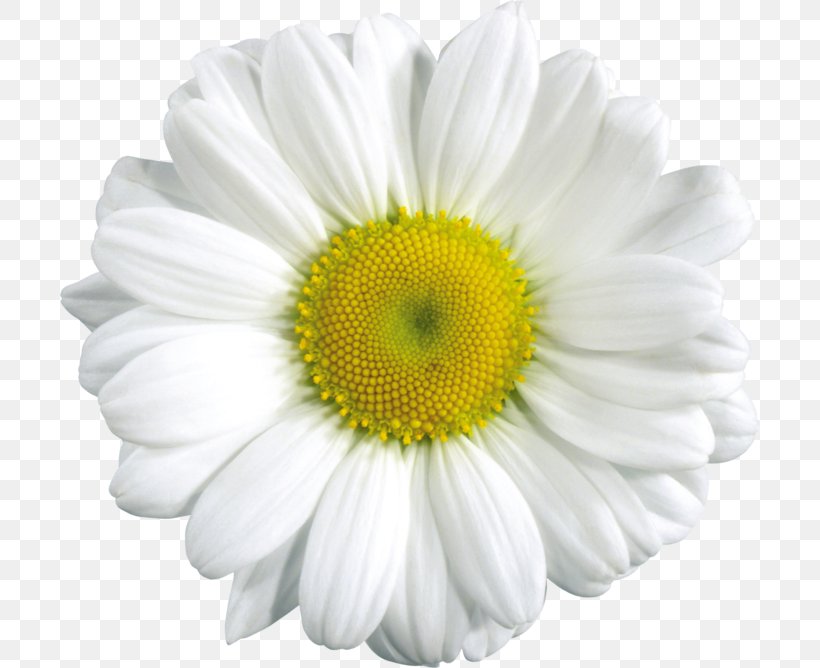 Common Daisy Clip Art, PNG, 700x668px, Common Daisy, Chamaemelum Nobile, Chamomile, Chrysanths, Daisy Download Free