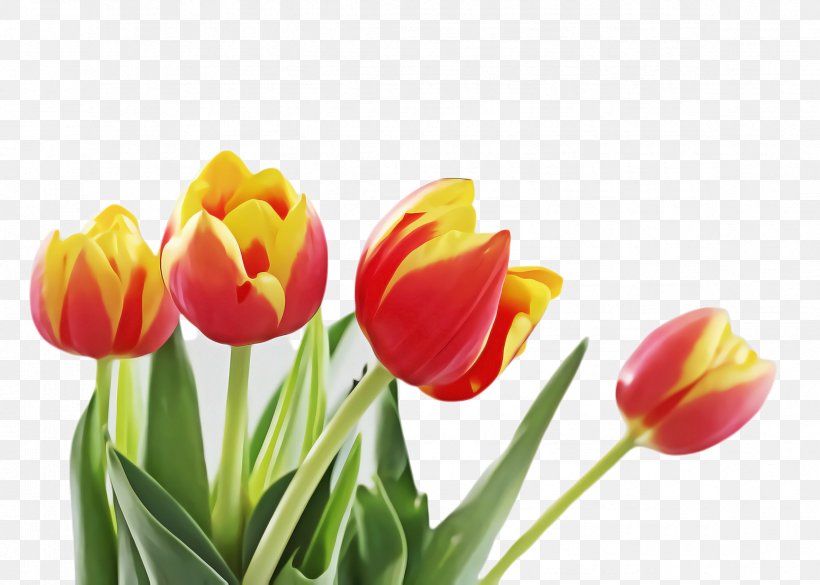 Flowers Background, PNG, 2368x1692px, Tulip, Blossom, Bud, Crocus, Cut Flowers Download Free