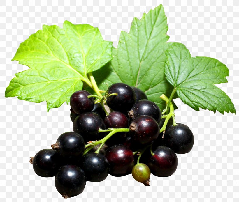 Gooseberry Blackcurrant Zante Currant Redcurrant Grape, PNG, 1175x995px, Juice, Berry, Bilberry, Blackberry, Blackcurrant Download Free