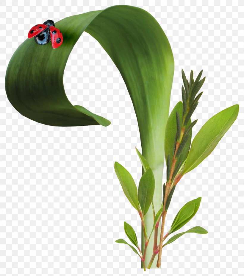 Ladybird Beetle Leaf Beetles Pine Clip Art, PNG, 1414x1600px, Beetle, Animal, Branch, Flowerpot, Grass Download Free