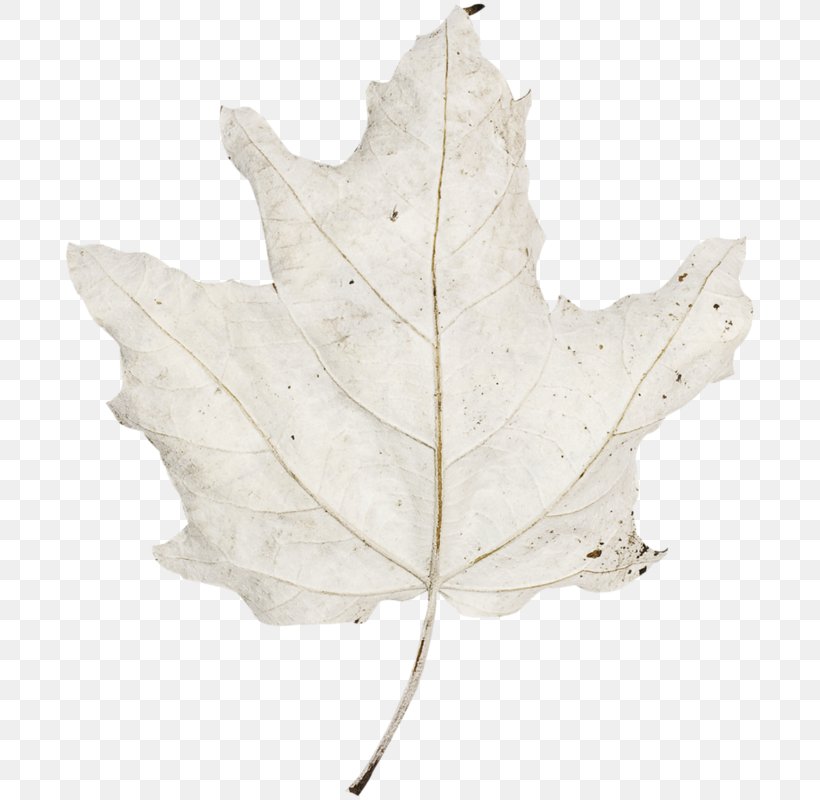 Maple Leaf, PNG, 695x800px, Maple Leaf, Leaf, Maple, Plant, Tree Download Free