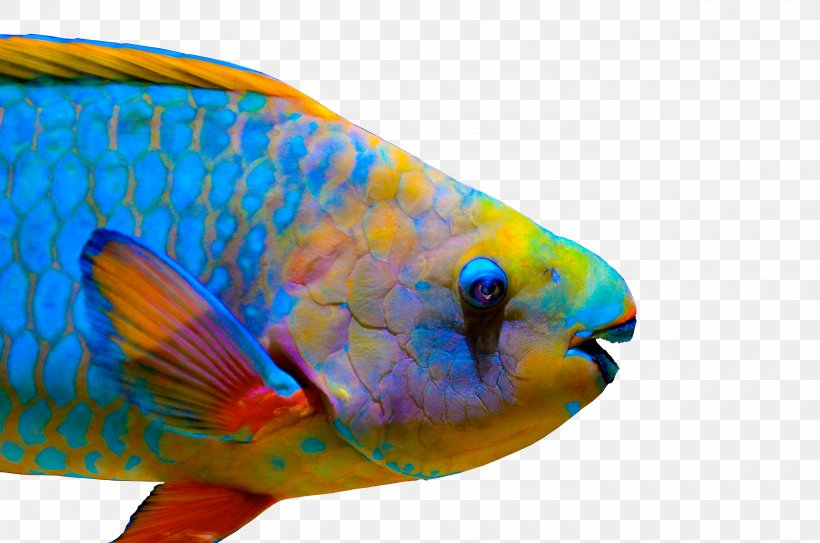 Queen Parrotfish Coral Reef Fish Midnight Parrotfish Tricolor Parrotfish, PNG, 2800x1855px, Fish, Algae, Animal, Aquariums, Beak Download Free