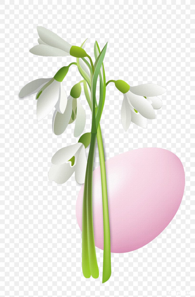 Snowdrop Flower Clip Art, PNG, 842x1280px, Snowdrop, Bulb, Cut Flowers, Drawing, Floral Design Download Free
