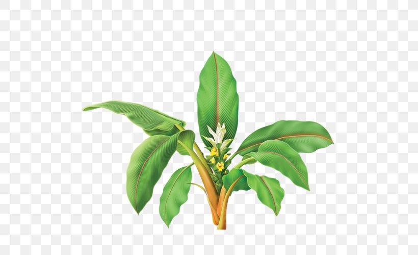 Turmeric Herb Curcumin Golden Milk Plant, PNG, 500x500px, Turmeric, Botanical Illustration, Curcumin, Curcuminoid, Flower Download Free