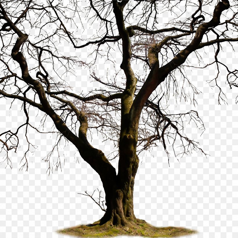 Twig Trunk Tree Clip Art, PNG, 3000x3000px, Twig, Branch, Plant, Software, Tree Download Free