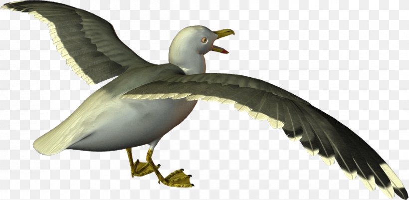 European Herring Gull Gulls Goose Cygnini Bird, PNG, 1200x587px, European Herring Gull, American Herring Gull, Anatidae, Beak, Bird Download Free