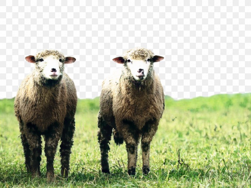 Goat Royalty-free Blackhead Persian Sheep Clip Art Agriculture, PNG, 959x720px, Goat, Agriculture, Animal Husbandry, Blackhead Persian Sheep, Bovine Download Free