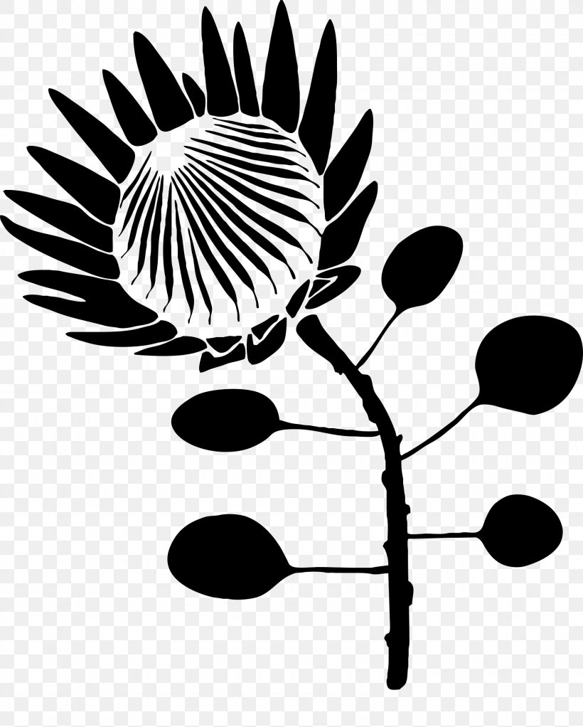 Protea Cynaroides Drawing Stencil Flower Clip Art, PNG, 1692x2109px, Protea Cynaroides, Art, Black And White, Botany, Branch Download Free