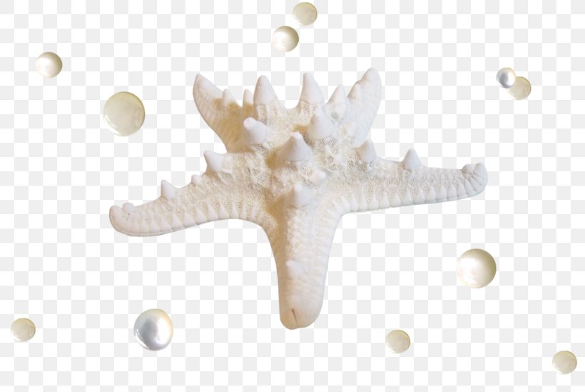 Starfish Seabed, PNG, 800x549px, Starfish, Blog, Creativity, Mollusc Shell, Ocean Download Free