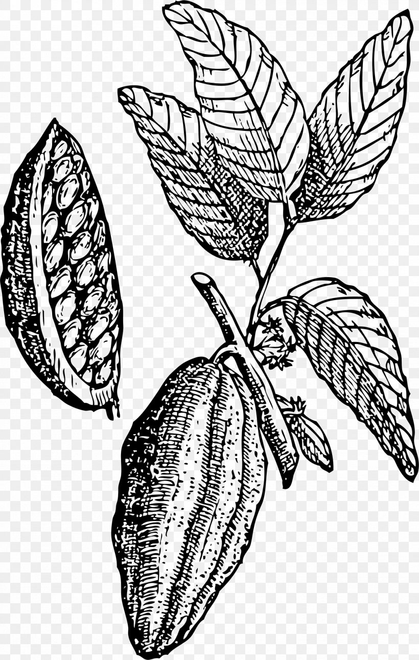 White Chocolate Hot Chocolate Cocoa Bean Theobroma Cacao Clip Art, PNG, 1447x2279px, White Chocolate, Artwork, Bean, Black And White, Branch Download Free