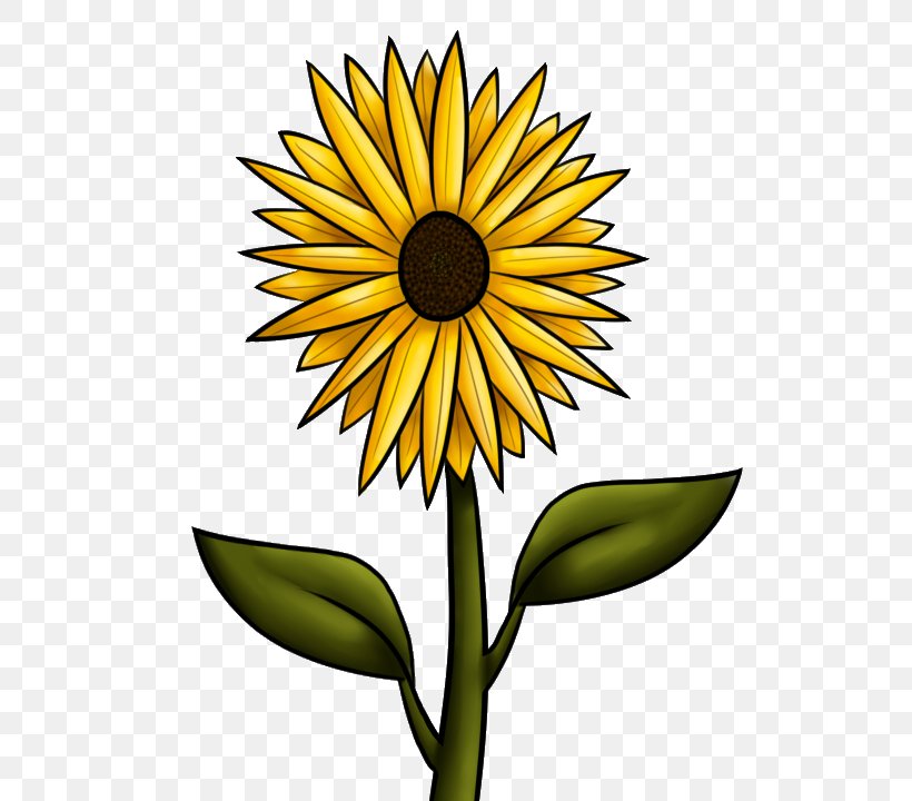 Common Sunflower Drawing Clip Art, PNG, 576x720px, Common Sunflower, Autumn, Black And White, Commodity, Cut Flowers Download Free