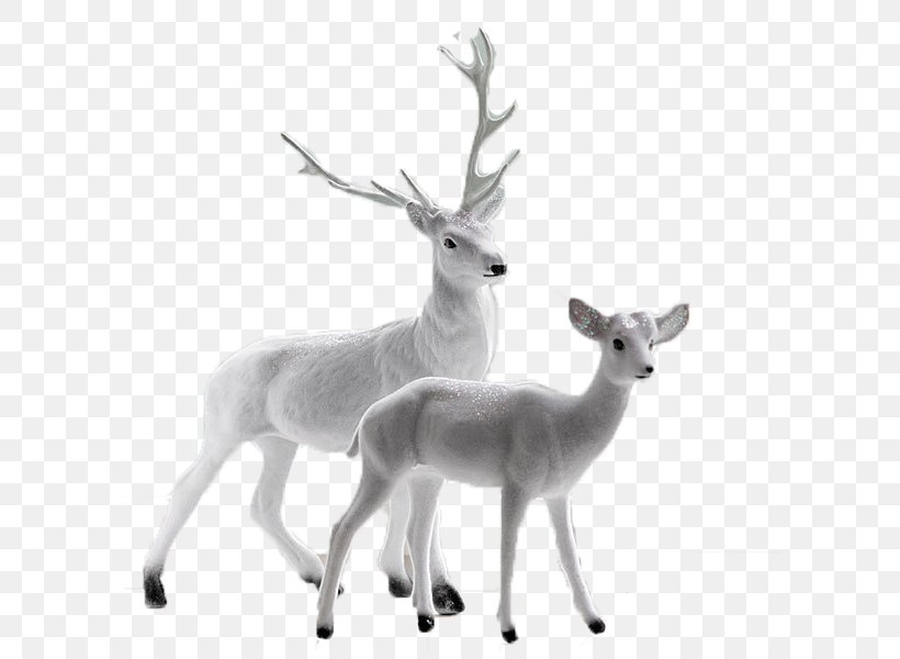 Deer La Moglie Ingenua E Il Marito Malato Celestino E La Famiglia Gentilissimi, PNG, 600x600px, Deer, Antelope, Antler, Black And White, Fauna Download Free