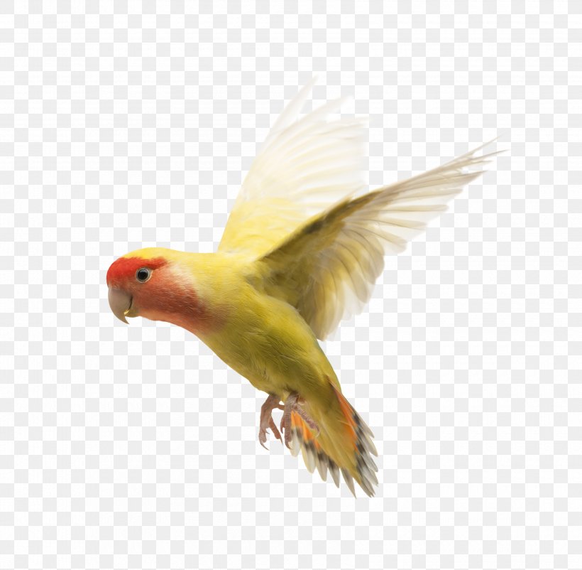 Rosy-faced Lovebird Parrot Yellow-collared Lovebird Domestic Pigeon, PNG, 3400x3328px, Bird, Beak, Bird Flight, Domestic Pigeon, Exotic Animal Veterinarian Download Free