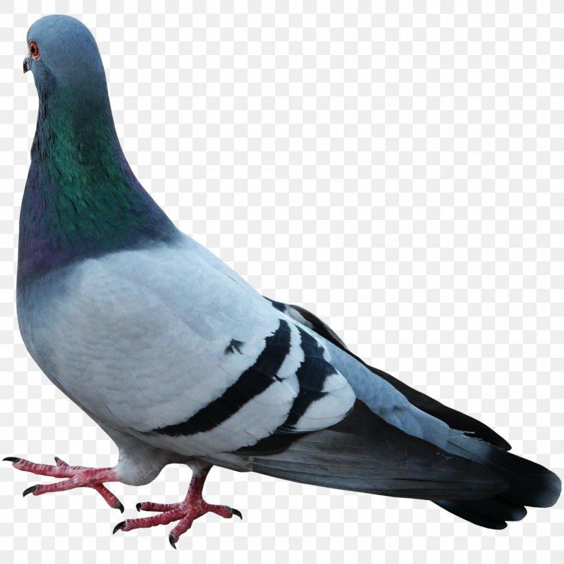 Stock Dove Columbidae, PNG, 1500x1500px, Stock Dove, Beak, Bird, Columba, Columbidae Download Free