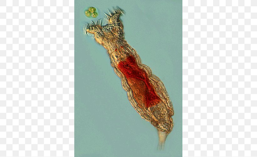 Animal Rotifers Fauna Systematics Fossil, PNG, 500x501px, Animal, Description, Fauna, Fossil, Meaning Download Free