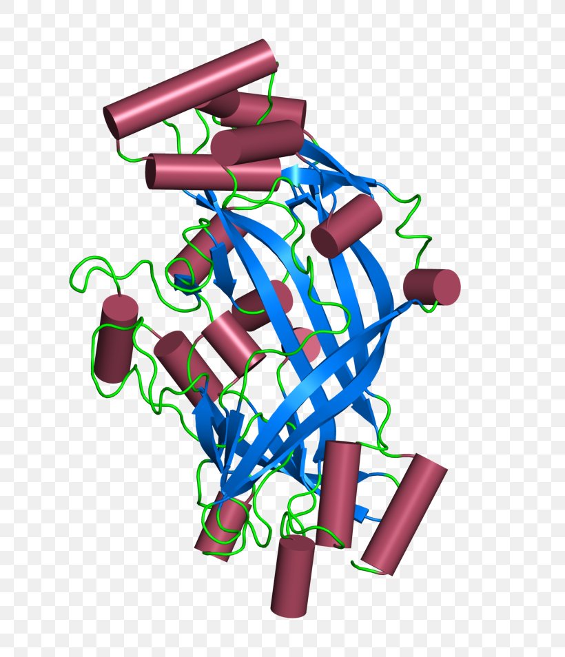 CD36 Protein SCARB2 Cell Transforming Growth Factor Beta, PNG, 700x954px, Protein, Amino Acid, Antigen, Area, Cell Download Free