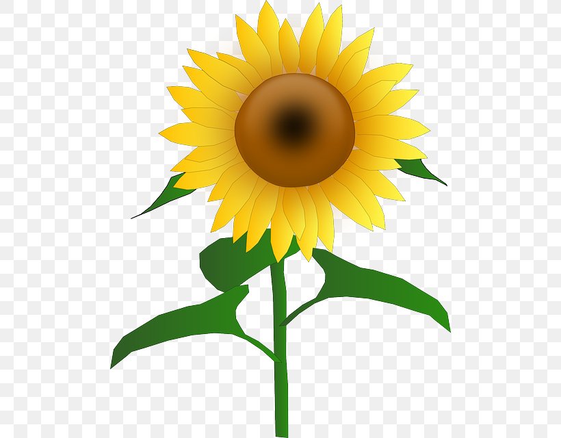 Download Clip Art, PNG, 498x640px, Common Sunflower, Daisy Family, Document, Flower, Flowering Plant Download Free