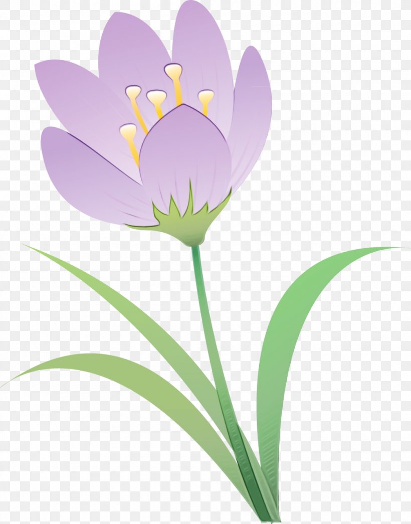 Flowering Plant Flower Petal Plant Crocus, PNG, 1004x1280px, Watercolor, Crocus, Flower, Flowering Plant, Paint Download Free