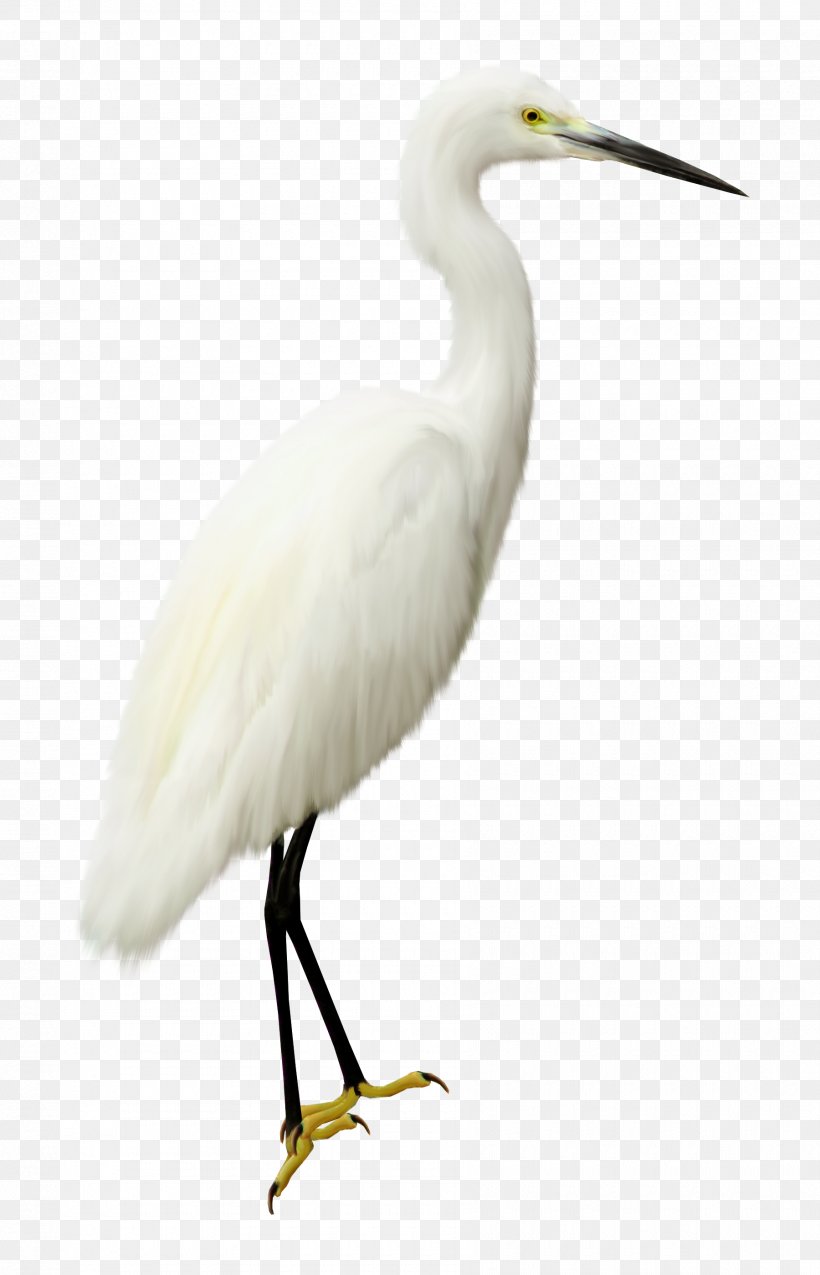 Bird Computer File, PNG, 1800x2800px, Bird, Beak, Ciconiiformes, Crane, Crane Like Bird Download Free