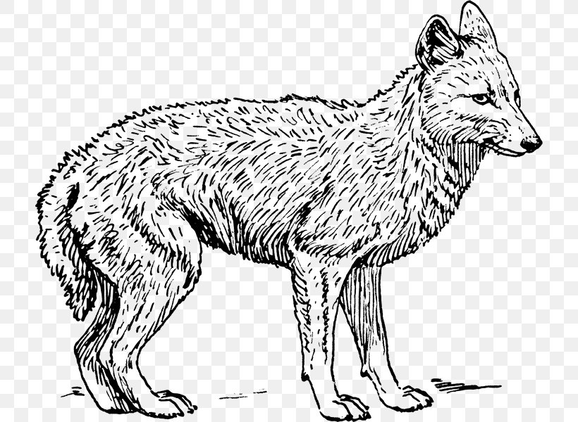 Fox Drawing, PNG, 720x600px, Jackal, Ancient Dog Breeds, Animal, Animal Figure, Color Download Free