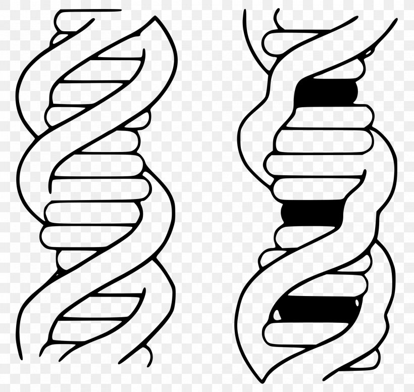 Intercalation Ethidium Bromide DNA Biochemistry, PNG, 1920x1818px, Watercolor, Cartoon, Flower, Frame, Heart Download Free