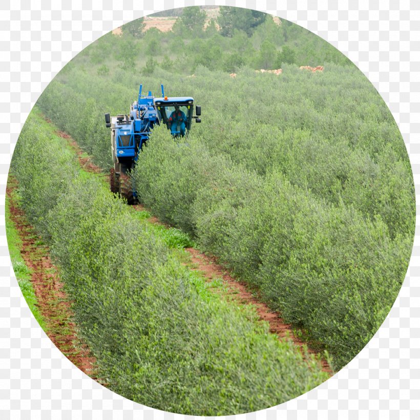 La Almazara Valle De Ricote Olive Oil Oil Mill, PNG, 1000x1000px, Olive, Agriculture, Archena, Crop, Field Download Free