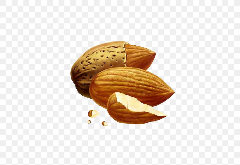 Nut Almond Drawing, PNG, 564x564px, Nut, Almond, Apricot Kernel, Cartoon, Commodity Download Free