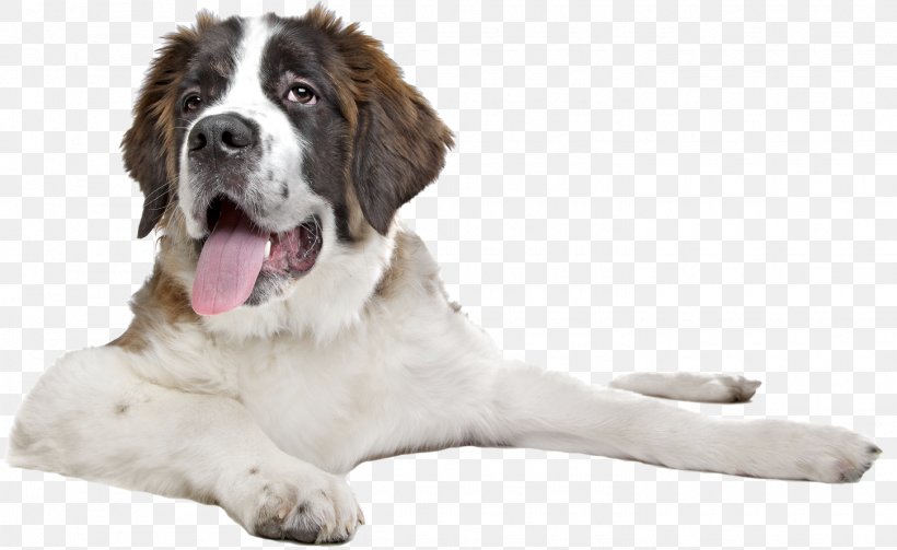 St. Bernard Puppy Great Dane English Mastiff Stock Photography, PNG, 1450x890px, St Bernard, Animal, Breed, Companion Dog, Dog Download Free