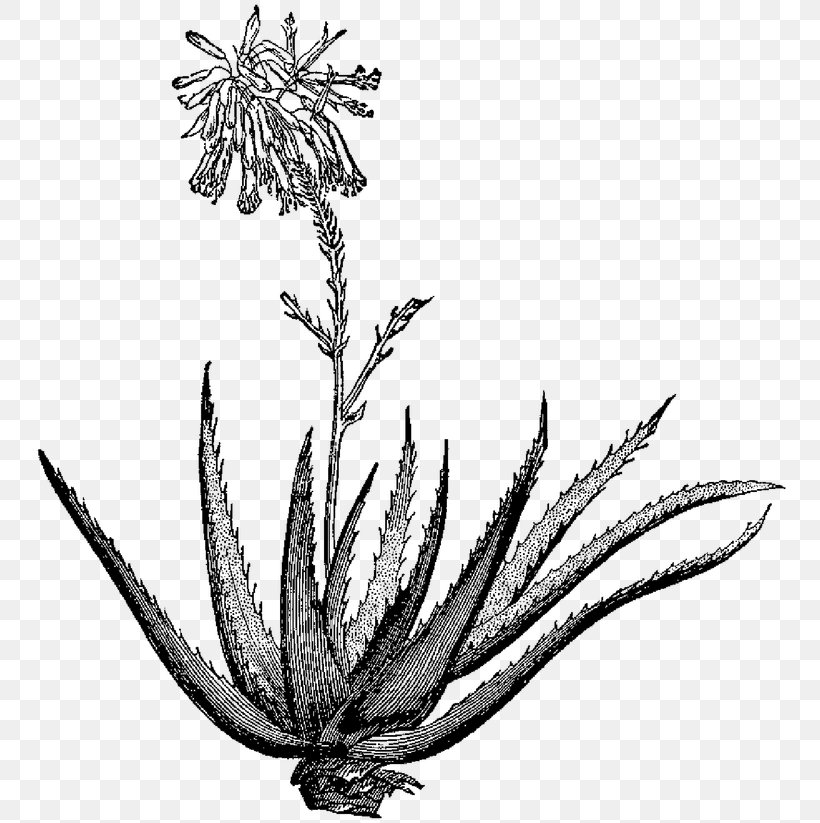 Aloe Vera Drawing Flowering Dogwood Plant Watercolor Painting, PNG, 765x823px, Aloe Vera, Agave Azul, Aloe, Aloes, Art Download Free