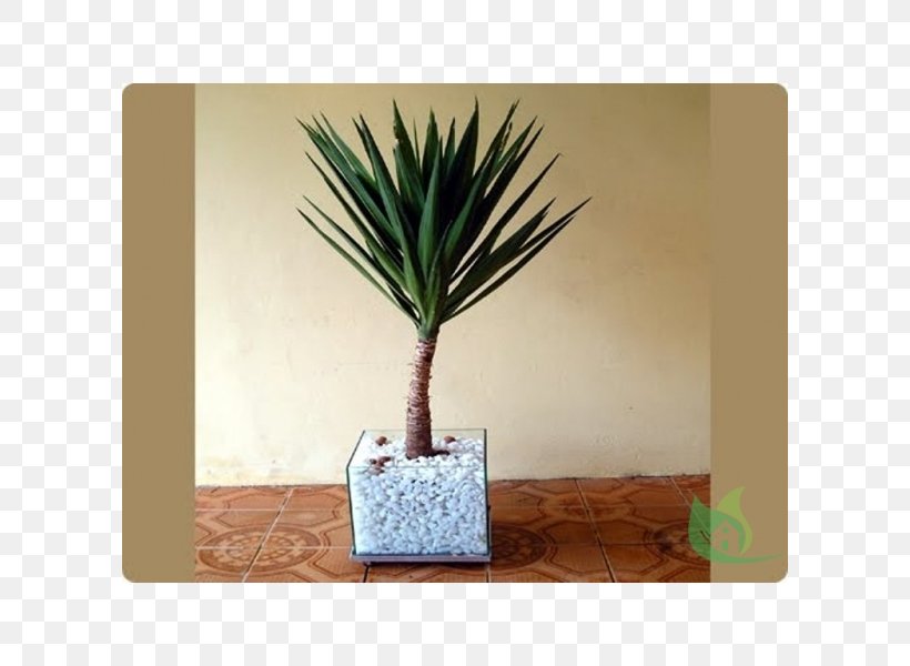 Arecaceae Flowerpot Vase Cachepot Plant, PNG, 600x600px, Arecaceae, Arecales, Cachepot, Cucurbitaceae, Flowerpot Download Free