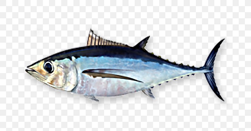 Albacore Fish Bigeye Tuna Skipjack Tuna Yellowfin Tuna, PNG, 720x430px, Albacore, Albacore Fish, Anchovy, Atlantic Bluefin Tuna, Atlantic Spanish Mackerel Download Free