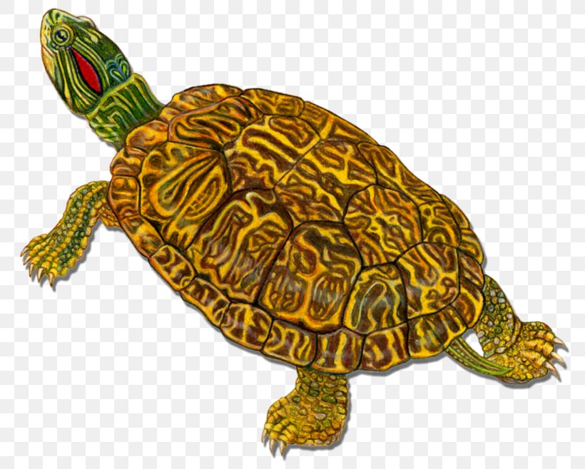Box Turtles Loggerhead Sea Turtle Tortoise, PNG, 784x658px, Box Turtles, Animal, Box Turtle, Caretta, Emydidae Download Free