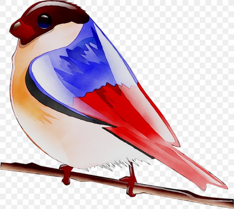 Finches Beak Feather, PNG, 1165x1043px, Finches, Beak, Bird, Bluebird, Cardinal Download Free