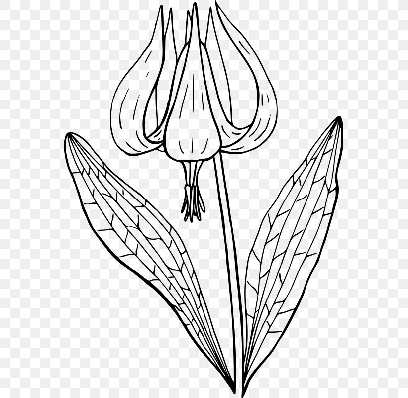 Flower Erythronium Revolutum Coloring Book Clip Art, PNG, 563x800px, Flower, Art, Artwork, Black And White, Coloring Book Download Free