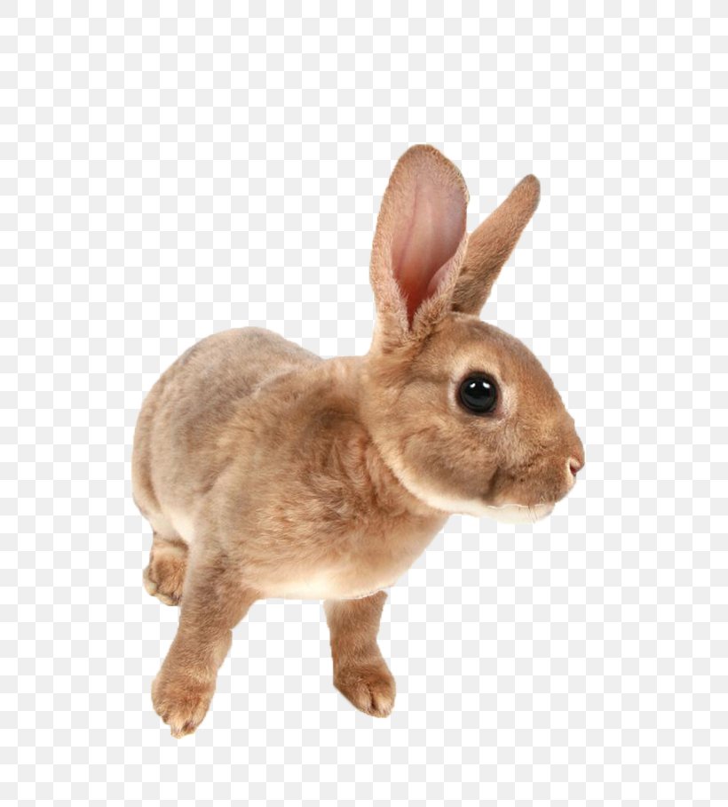 Mini Rex Netherland Dwarf Rabbit Domestic Rabbit, PNG, 732x908px, Mini Rex, Animal, Domestic Rabbit, European Rabbit, Fauna Download Free