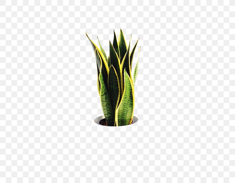 Citroën Cactus M Agave Grasses Flowerpot INAV DBX MSCI AC WORLD SF, PNG, 640x640px, Agave, Aloe, Aloe Vera, Cactus, Family Download Free