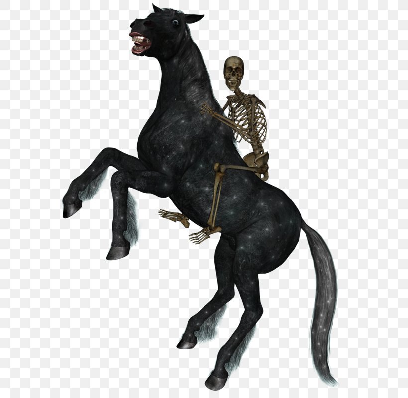 Horse&Rider Equestrian Skeleton, PNG, 586x800px, Horse, Animal, Animal Figure, Bit, Drawing Download Free
