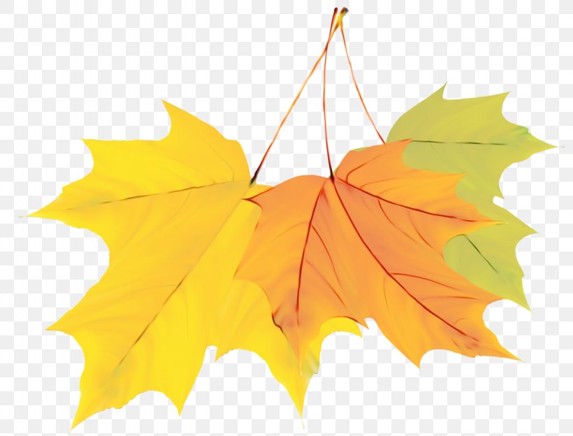 Autumn Leaves Watercolor, PNG, 1280x975px, Watercolor, Autumn, Autumn Leaf Color, Autumn Leaves, Black Maple Download Free