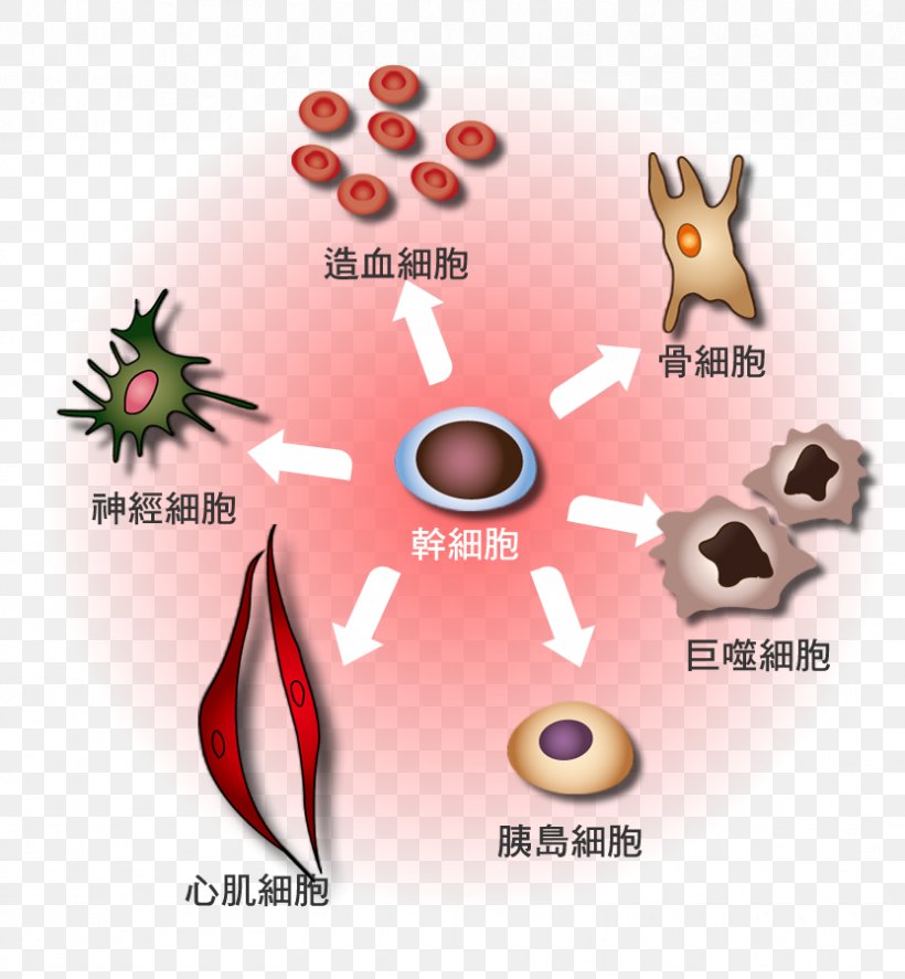 Hematopoietic Stem Cell Cellular Differentiation Red Blood Cell White Blood Cell, PNG, 832x900px, Hematopoietic Stem Cell, Blood, Blood Cell, Bone Marrow, Cell Download Free