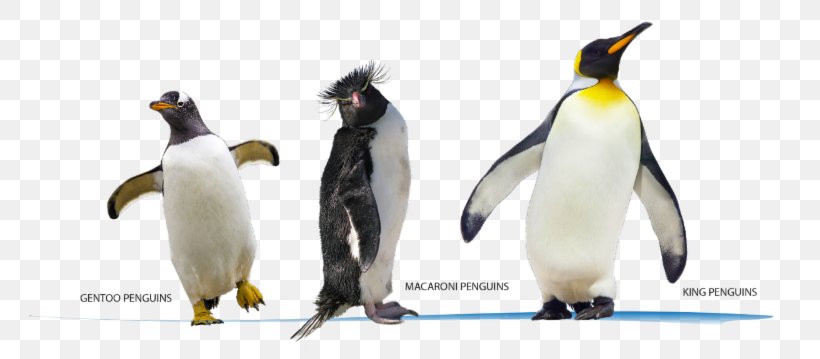 King Penguin Geography Success CfE Higher Geography Practice Papers For SQA Exams Picture Book Of Birds, PNG, 800x359px, King Penguin, Animal Figure, Beak, Bird, English Download Free
