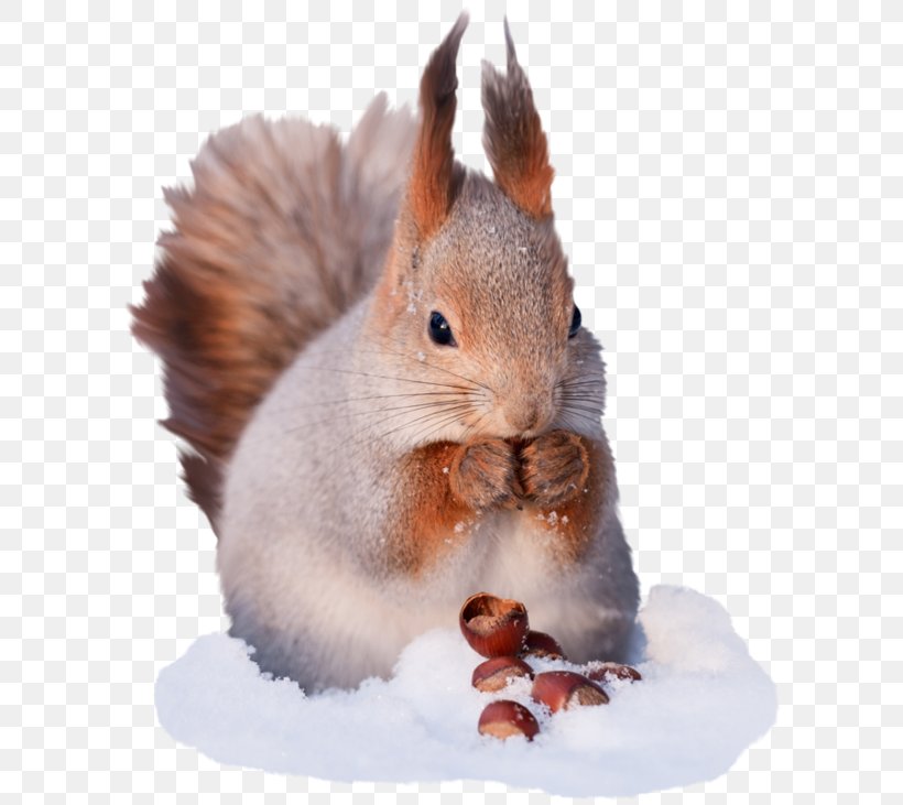 Tree Squirrel Greeting & Note Cards, PNG, 600x731px, Squirrel, Animal, Birthday, Domestic Rabbit, Fauna Download Free